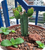 Suculenta no jardim